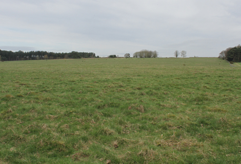 Dry Acid Grasslands